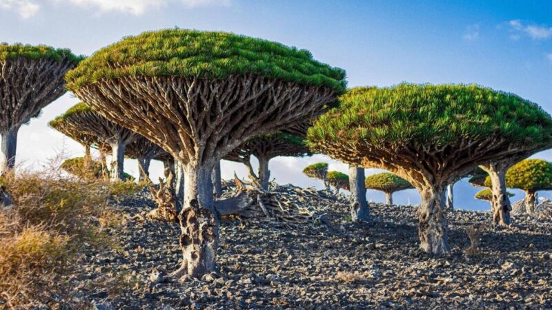 Por que Socotra é uma ilha condenada?