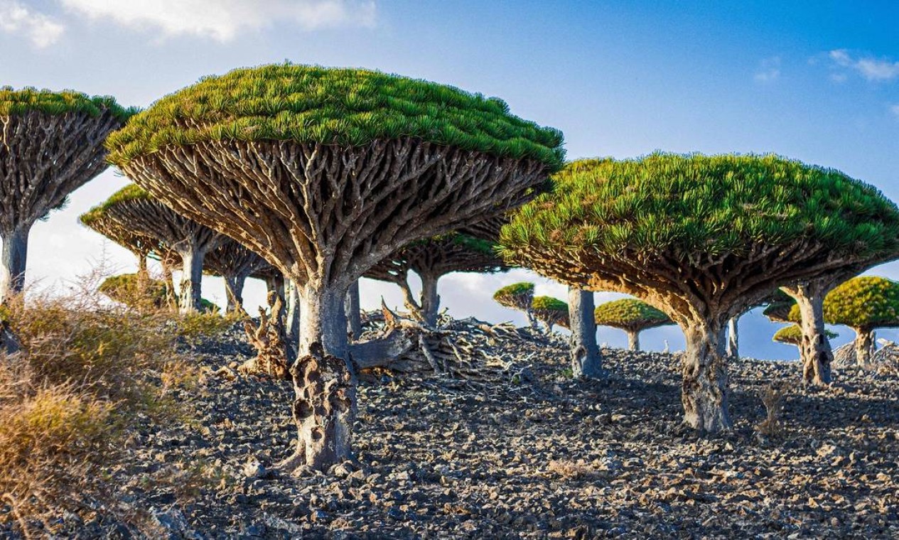 Por que Socotra é uma ilha condenada?